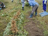 落花生の収穫。土の中に実ができますが、掘り返した後、放置して実に栄養がたまるようにします。