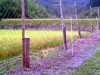 田んぼの周りを電気柵と網とで囲んでいます。