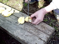 種にするじゃがいもを適当な大きさ（1/2か1/3程度）に切り、この切り口に木灰をつけます。