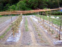 左から「トウモロコシ」「きゅうり」「ほうれん草」「ピーマン」「トマト」「なす」が植えられています。