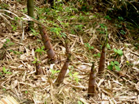 通常の筍よりも細長い「破竹」という品種。