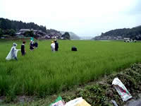 雑草があると、お米の収穫量に影響するので、取れるところまで取ろうと、畑部隊も合流し二手に分かれて草取りのラストスパートです。